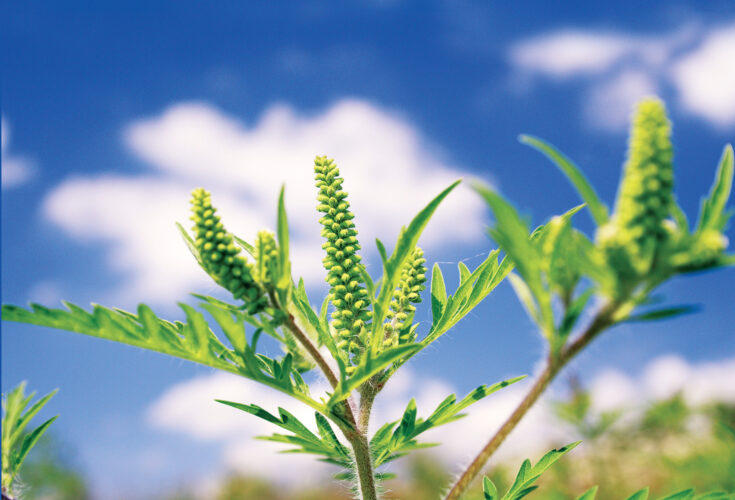 6 Natural Allergy Remedies